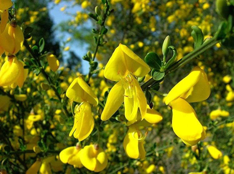 Cytisus scoparius Broom Cytisus scoparius Photos Diagrams amp Topos SummitPost