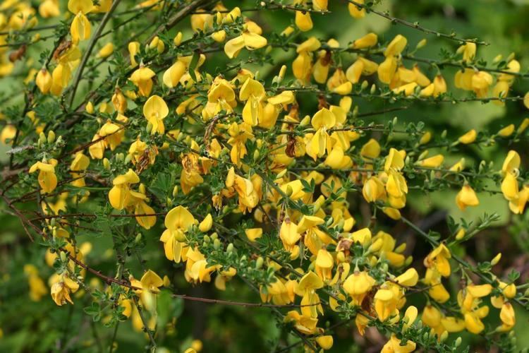 Cytisus scoparius Broom Cytisus scoparius NatureSpot