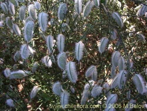 Cytisus striatus Description and images of Cytisus striatus Retamo a native