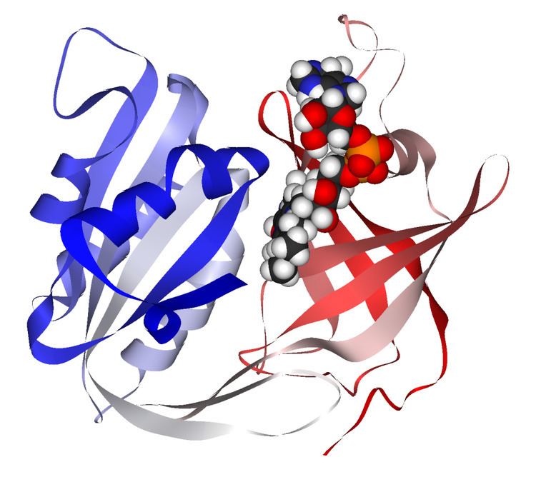 Cytochrome b5 reductase