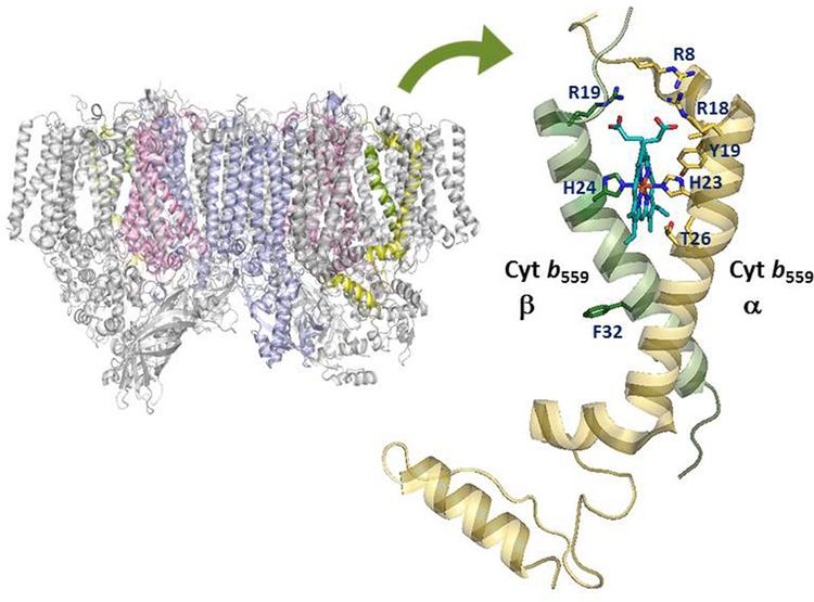 Cytochrome b559 wwwfrontiersinorgfilesArticles175421fpls06