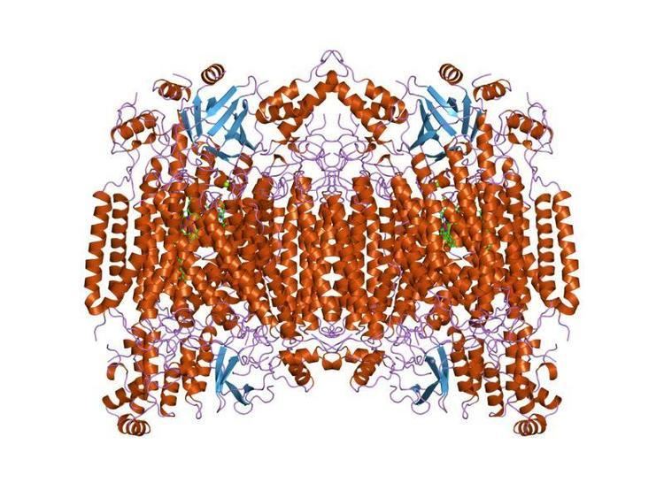 Cytochrome c oxidase subunit I