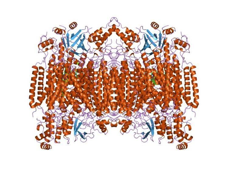 Cytochrome c oxidase subunit Vb