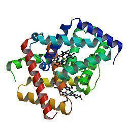 Cytoglobin httpsuploadwikimediaorgwikipediacommonsthu