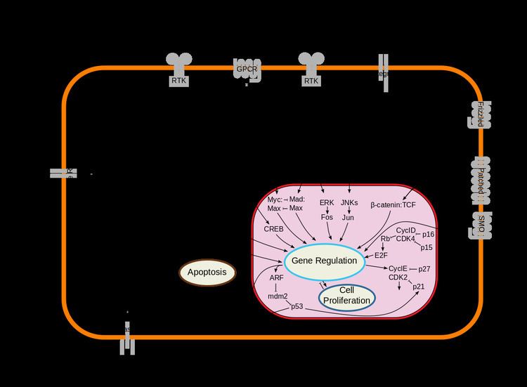 Cytokine receptor