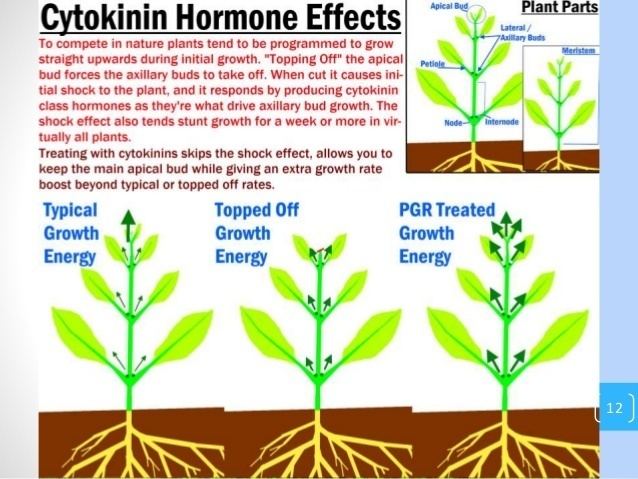 Cytokinin plant growth hormonesauxin and cytokinin