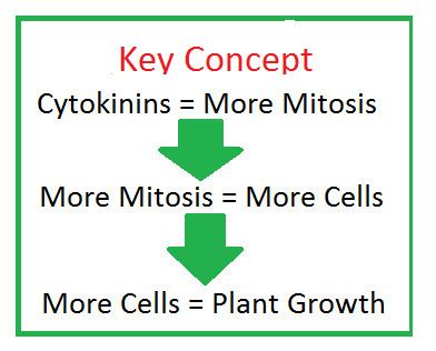 Cytokinin Cytokinins in Plants Function amp Concept Video amp Lesson Transcript