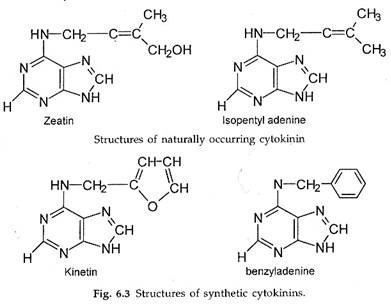 Cytokinin Notes on Synthetic Cytokinins amp Physiological Effect of Cytokinins