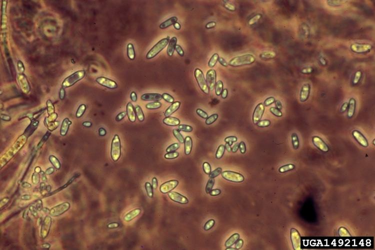 Cytospora httpsbugwoodcloudorgimages768x5121492148jpg