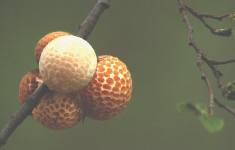 Cyttaria espinosae Parasite of the Day August 28 Cyttaria espinosae