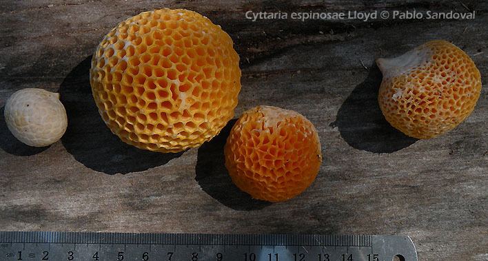 Cyttaria espinosae Macrohongos de Chile Cyttaria espinosae