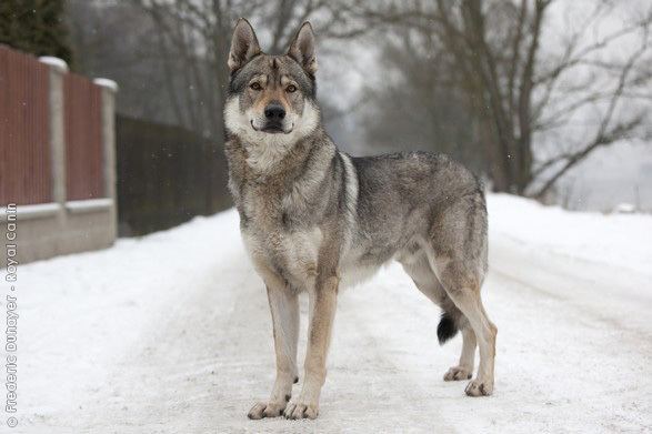Czechoslovakian Wolfdog Czechoslovakian Wolfdog History Personality Appearance Health and