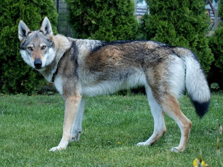 Czechoslovakian Wolfdog Czechoslovakian Wolfdog History Personality Appearance Health and