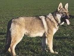 Czechoslovakian Wolfdog Czechoslovakian Wolfdog Dog Breed Information and Pictures