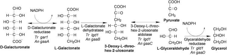 D-Galacturonic acid Engineering Filamentous Fungi for Conversion of dGalacturonic Acid