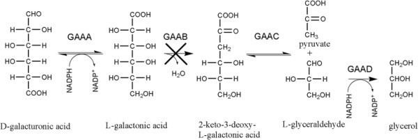 D-Galacturonic acid The catabolic Dgalacturonic acid pathway inA niger The enzymes of
