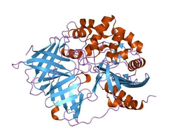 D-stereospecific aminopeptidase