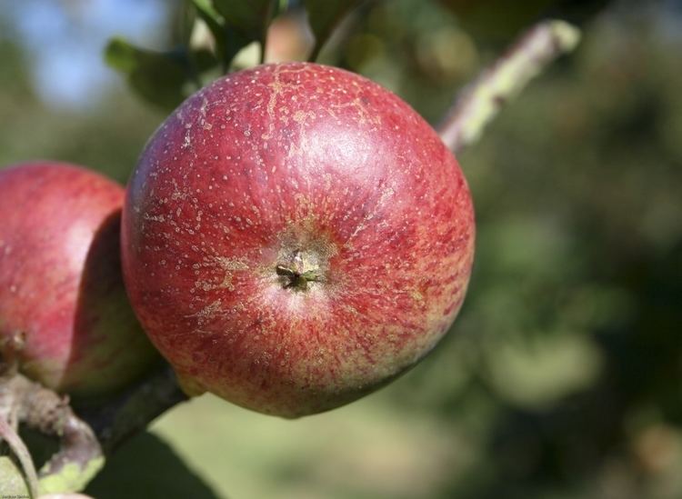 Dabinett Item Devon Apples Informative Apple and Fruit Resource