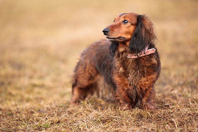 Dachshund Dachshund Dog Breed Information Pictures Characteristics amp Facts