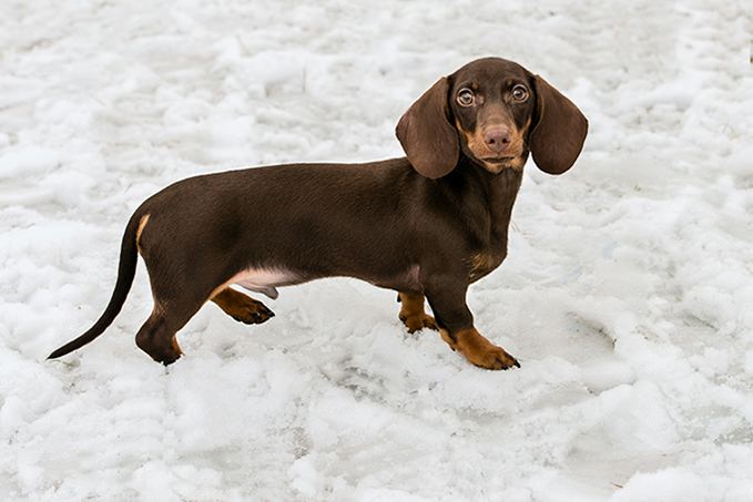 Dachshund Dachshund Dog Breed Information Pictures Characteristics amp Facts