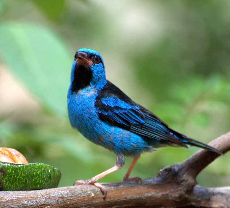 Dacnis Dacnis Wikipdia