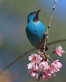 Dacnis httpsuploadwikimediaorgwikipediacommonsthu