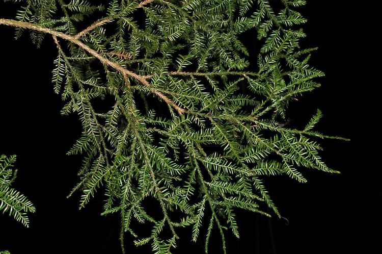 Dacrycarpus dacrydioides Dacrycarpus dacrydioides Podocarpaceae image 36759 at PhytoImages