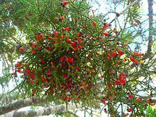 Dacrycarpus dacrydioides httpsuploadwikimediaorgwikipediacommonsthu
