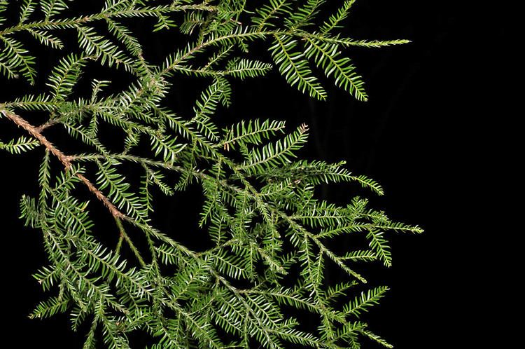 Dacrycarpus dacrydioides Dacrycarpus dacrydioides Podocarpaceae image 36760 at PhytoImages