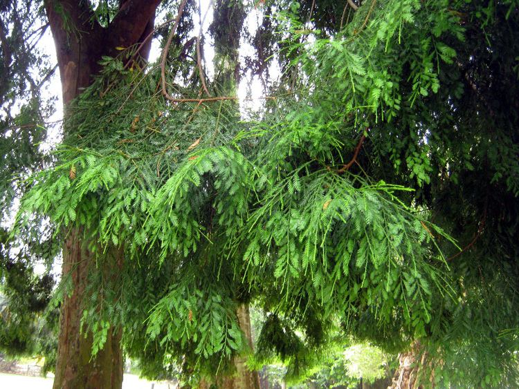 Dacrycarpus imbricatus Dacrycarpus imbricatus Podocarpaceae Singapore Botanical Flickr
