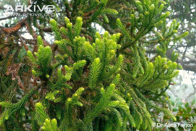 Dacrydium Dacrydium photo Dacrydium gibbsiae G108784 ARKive