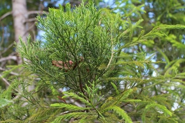 Dacrydium elatum Dacrydium elatum Conifer Record