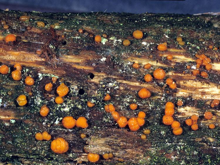 Dacrymyces California Fungi Dacrymyces stillatus