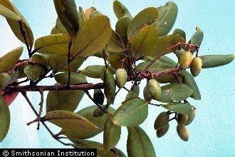 Dacryodes Plants Profile for Dacryodes excelsa candletree