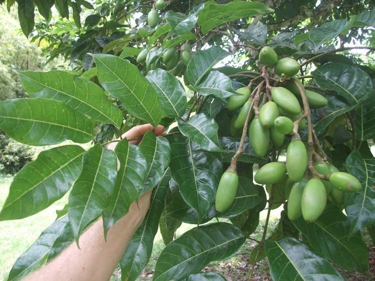 Dacryodes edulis Methodological approach to indigenous fruit trees breeding case of