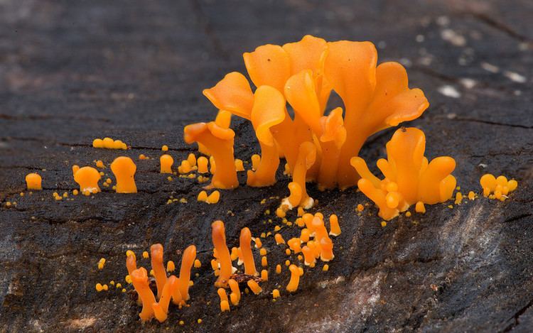 Dacryopinax spathularia Jelly fungi steveaxford