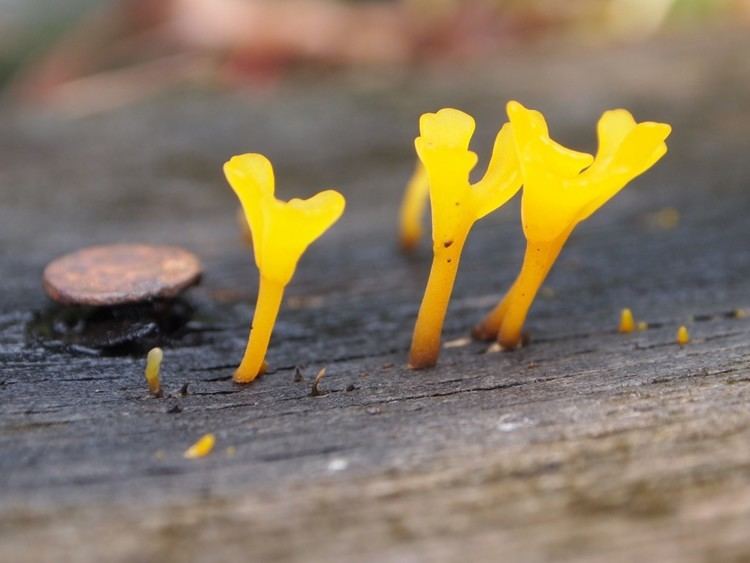 Dacryopinax spathularia Dacryopinax spathularia Fungi of Malaysian Borneo