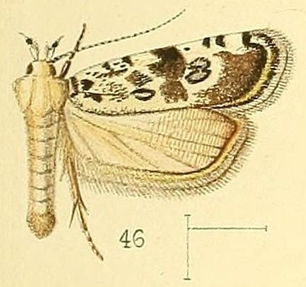 Dactylethrella
