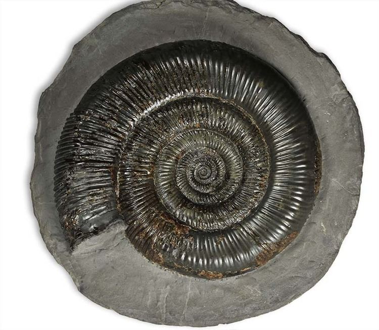 Dactylioceras March 2013 Yorkshire Ammonites and other fossils revisited