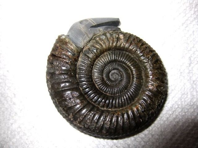 Dactylioceras Dactylioceras Ammonite Snakestone 1 Indiana9 Fossils