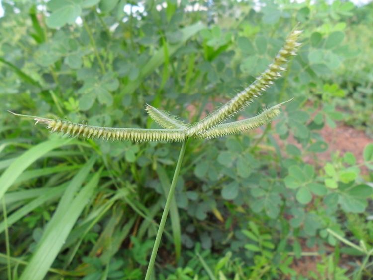 Dactyloctenium Central African Plants A Photo Guide Dactyloctenium aegyptium L