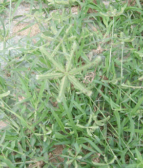 Dactyloctenium Dactyloctenium aegyptium Crowfoot grass complete detail