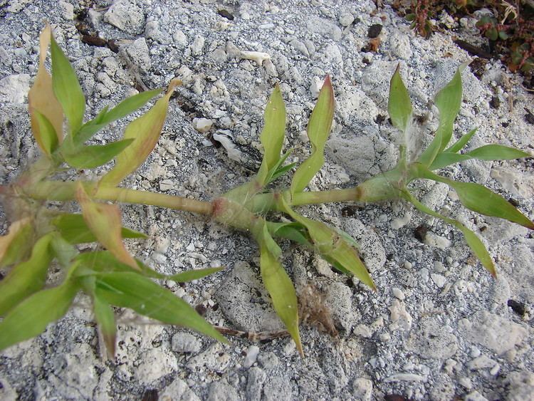 Dactyloctenium Dactyloctenium aegyptium Durban crowfoot grass Go Botany