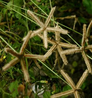 Dactyloctenium aegyptium Dactyloctenium aegyptium Crowfoot grass complete detail