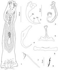 Dactylogyridae httpsuploadwikimediaorgwikipediacommonsthu