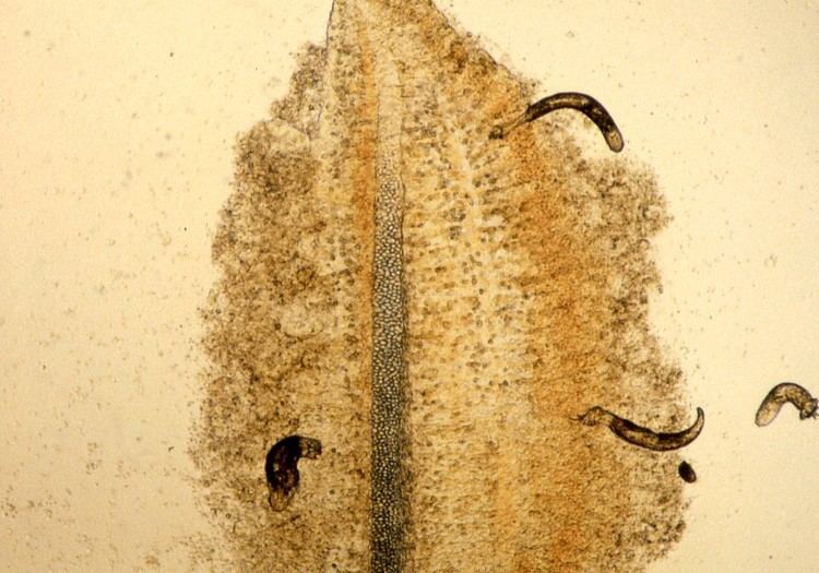 Gill of common carp parasitized by Dactylogyrus