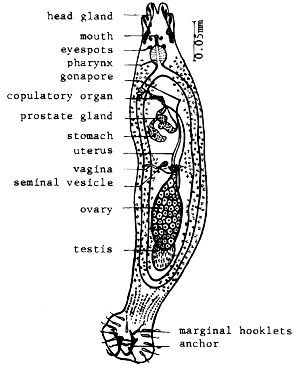 The ventral view of a Dactylogyrus lamellatus