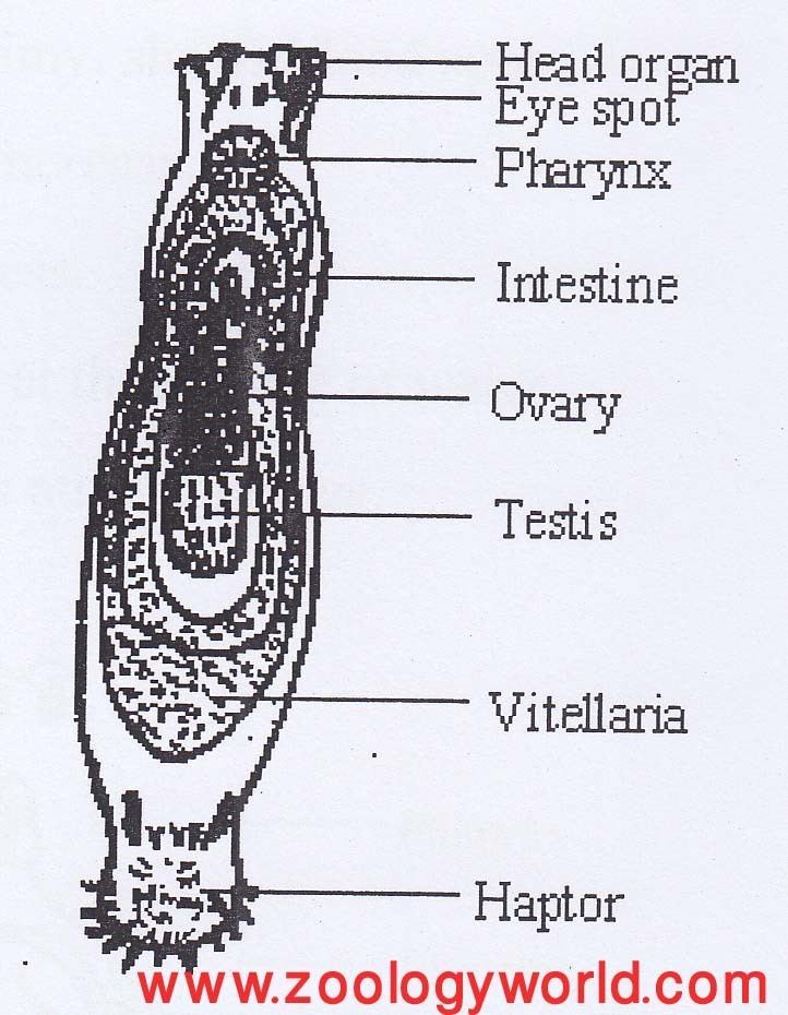 Parts of Dactylogyrus