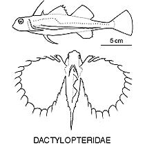 Dactylopteridae fishesofaustralianetauimagesfamilydactylopter