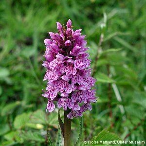 Dactylorhiza fuchsii Dactylorhiza fuchsii Druce Soo Common SpottedOrchid Flora of